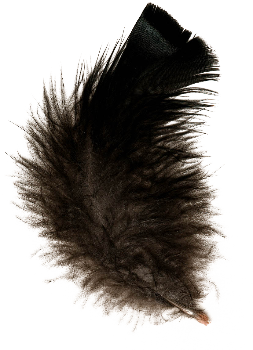 Feather Black Download Free PNG