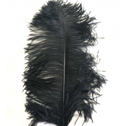 Feather Black PNG Photos