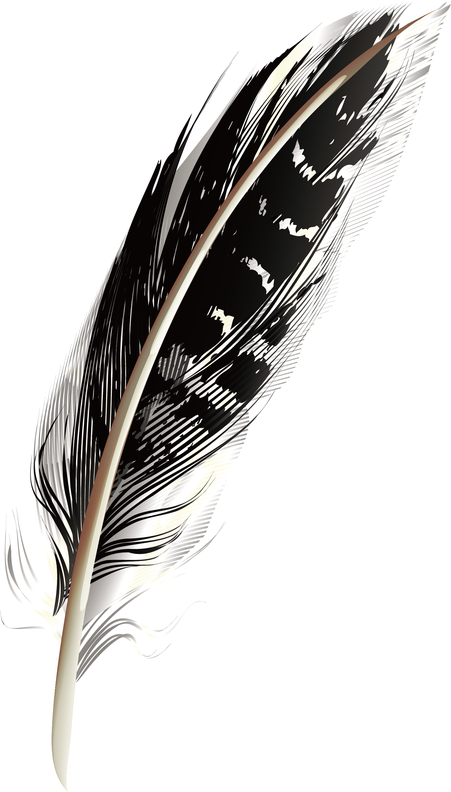 Feather Black PNG Pic Background