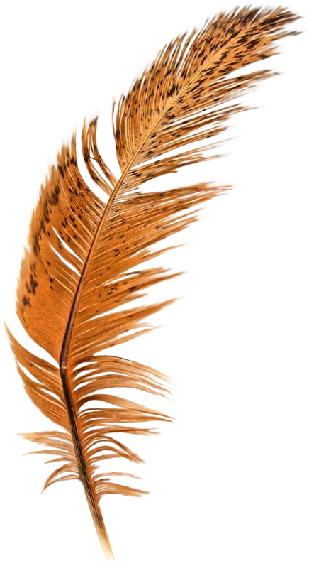 Feather Brown PNG Free File Download