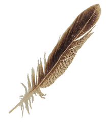 Feather Brown PNG Images HD