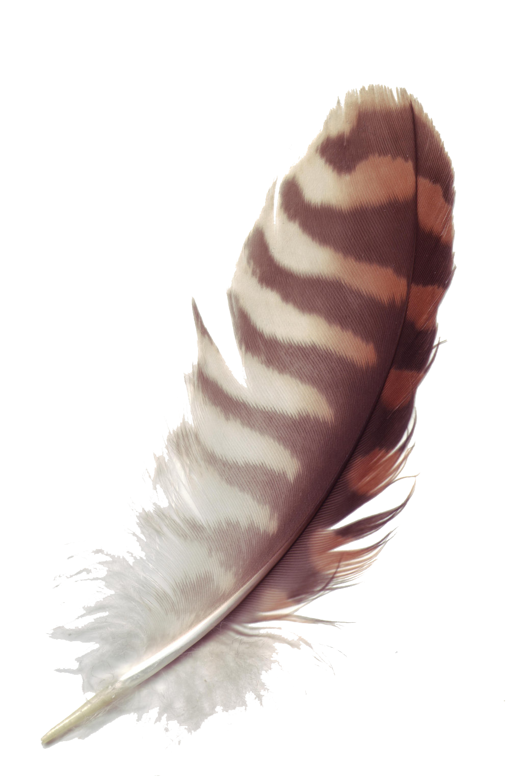 Feather Brown Transparent Free PNG