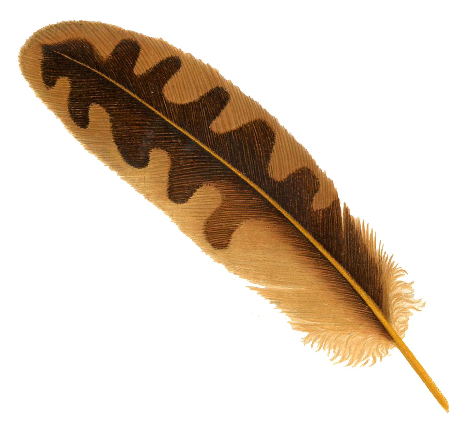 Feather Brown Transparent Image