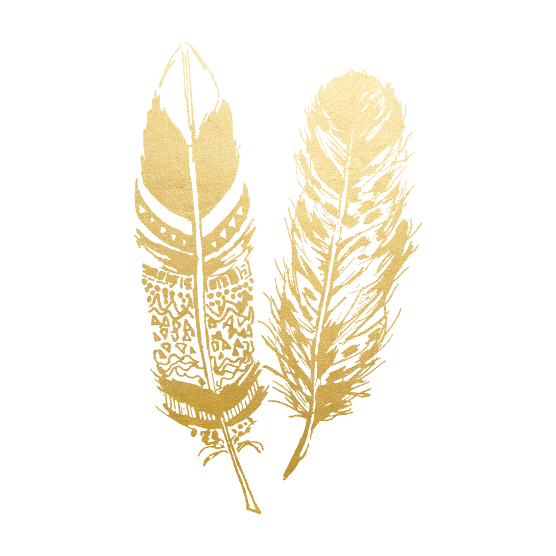 Feathers Collection Transparent Background