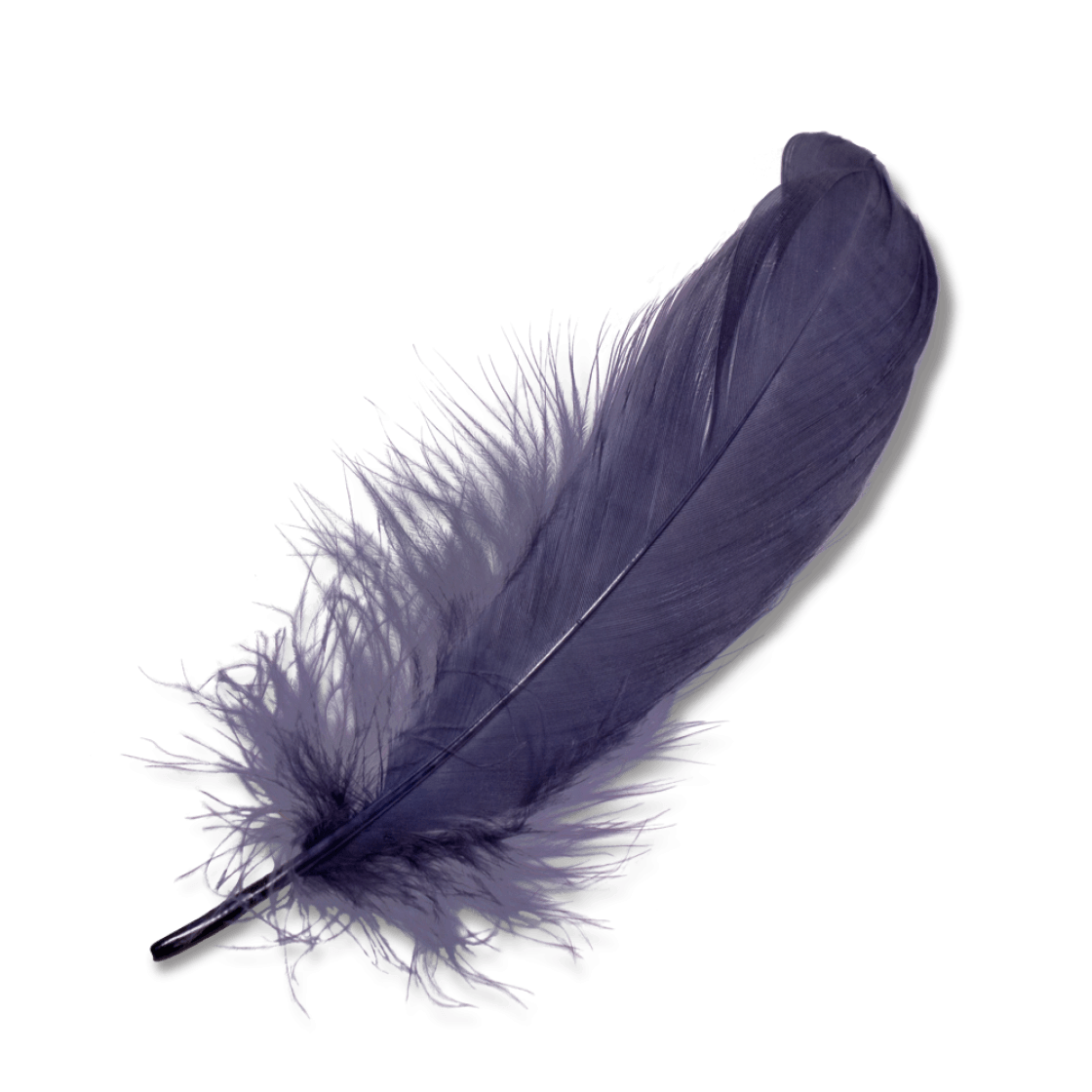 Feathers Download Free PNG