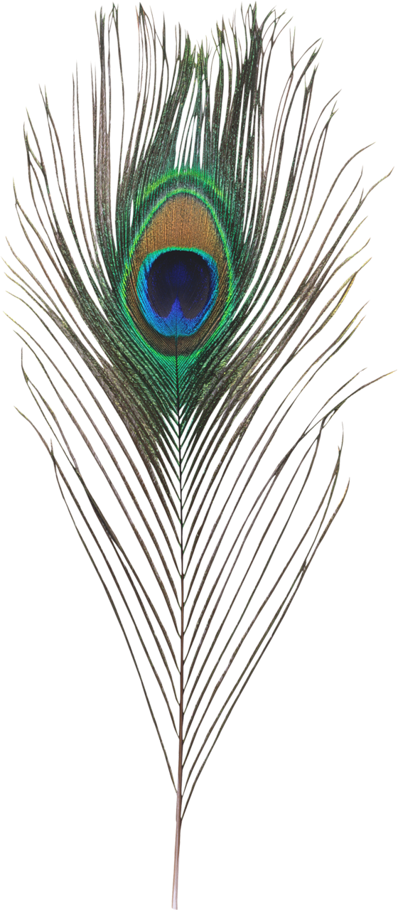 Feathers Free PNG