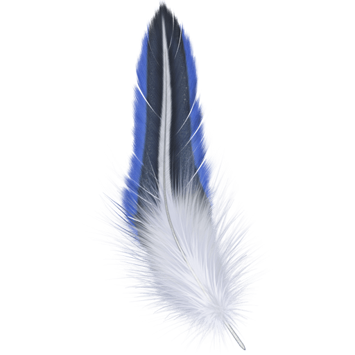 Feathers Transparent Free PNG