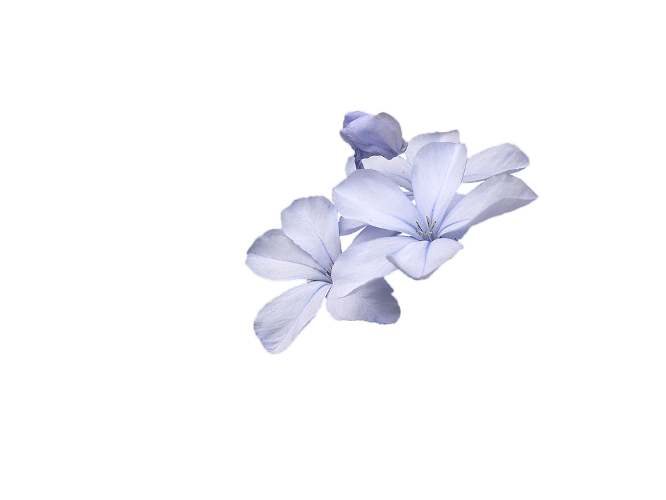 Flower Blue Download Free PNG