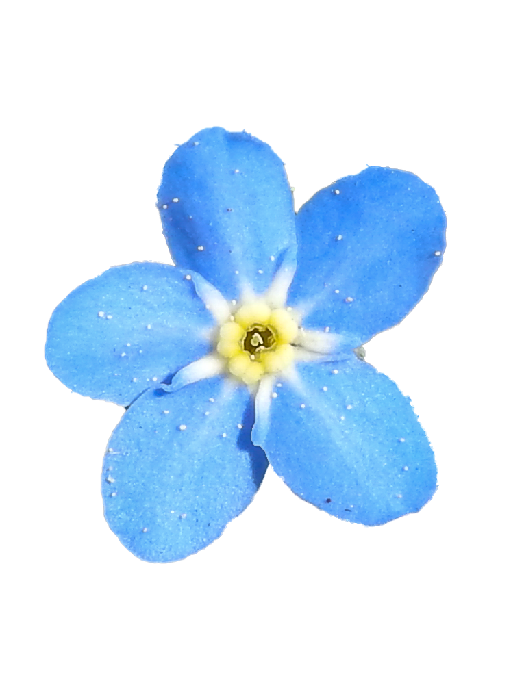 Flower Blue Free PNG