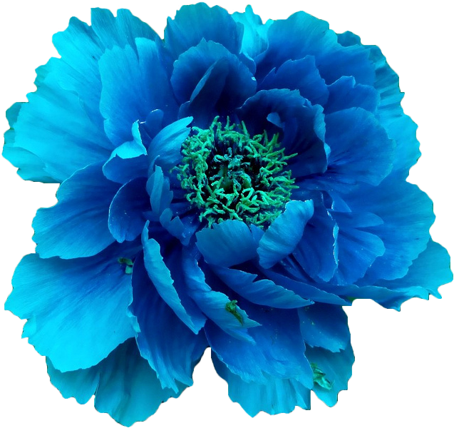 Flower Blue PNG Photo Image