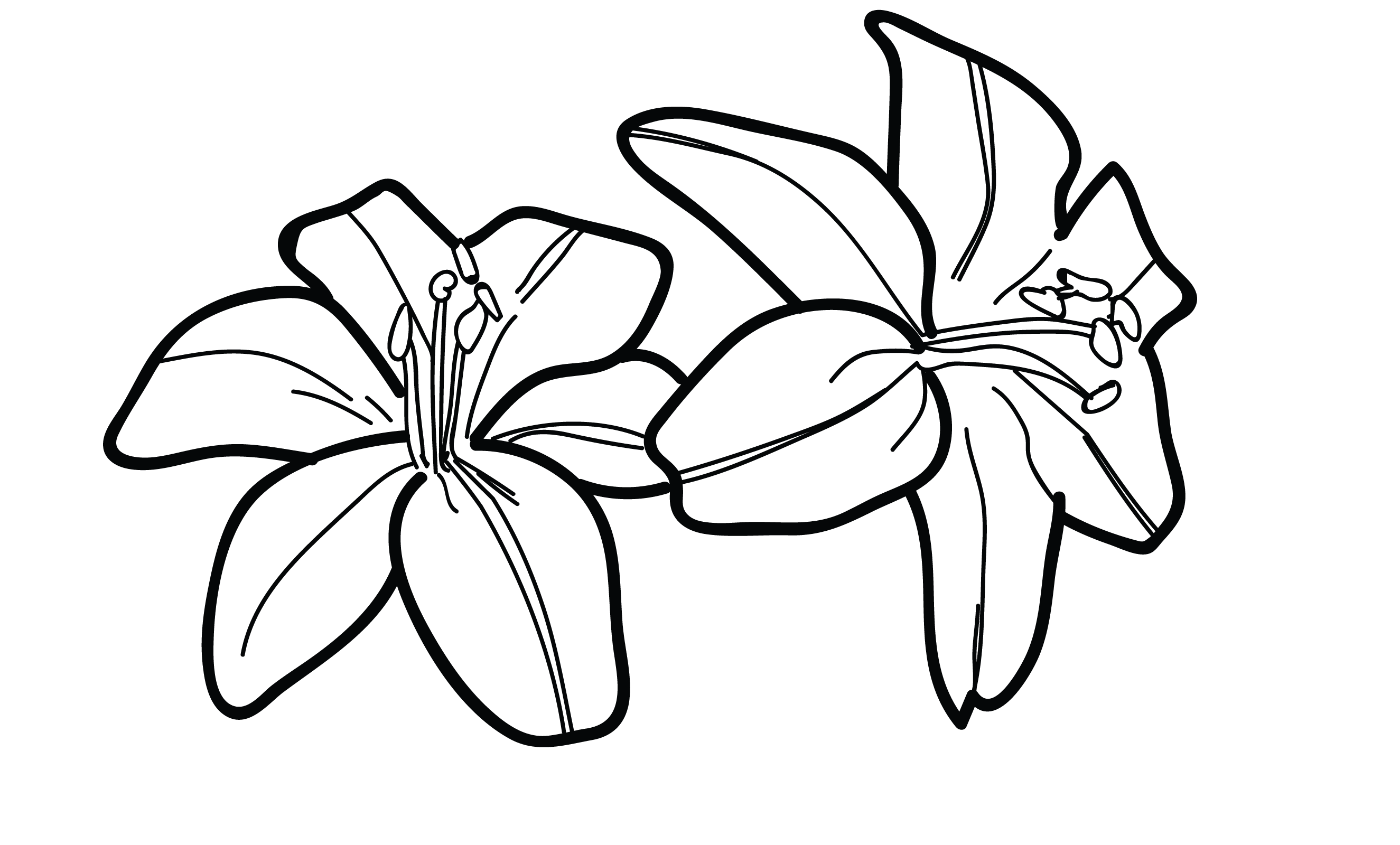 Flower Drawing PNG Images Transparent Background | PNG Play