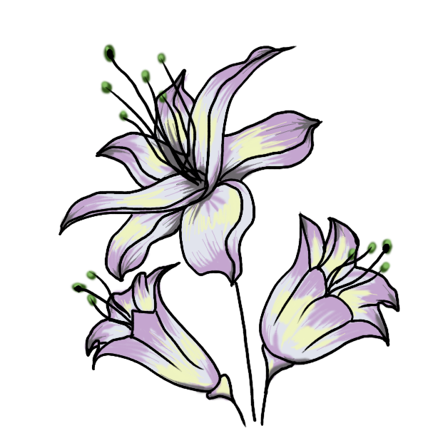 Flower Drawing Transparent Free PNG