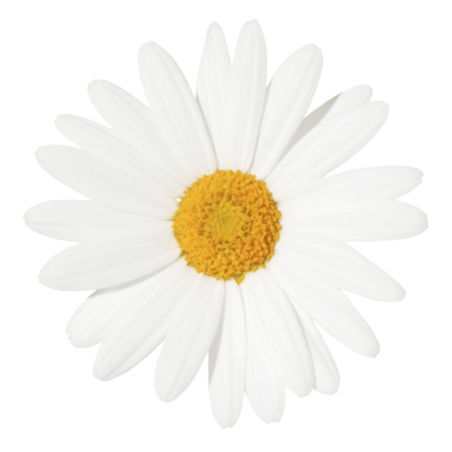 Flowers Daisy White Yellow PNG HD Quality | PNG Play