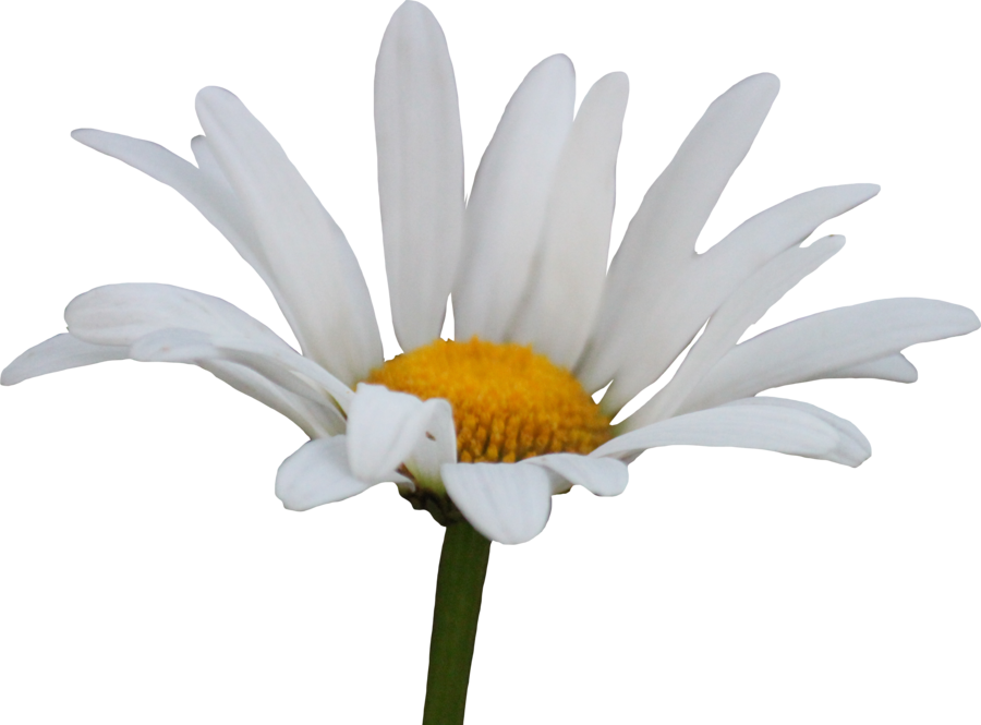 Flowers Daisy White Yellow Transparent File