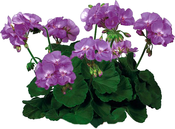 Flowers Purple Curve Free PNG