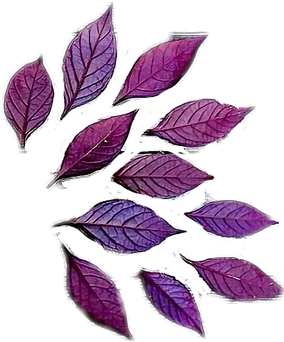 Flowers Purple Curve PNG Clipart Background