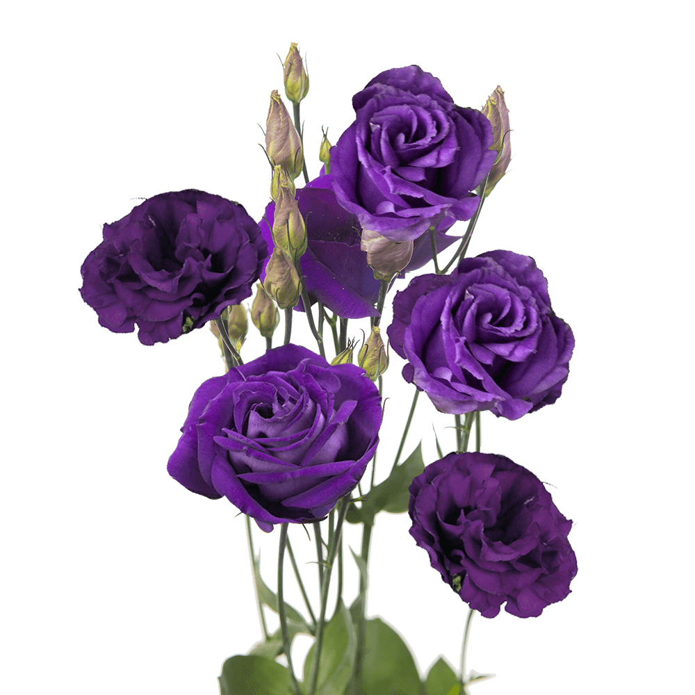 Flowers Purple PNG Clipart Background