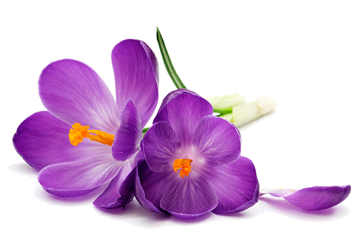 Flowers Purple PNG Images HD