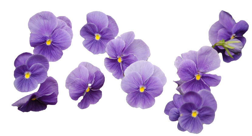 Flowers Purple PNG Photo Image