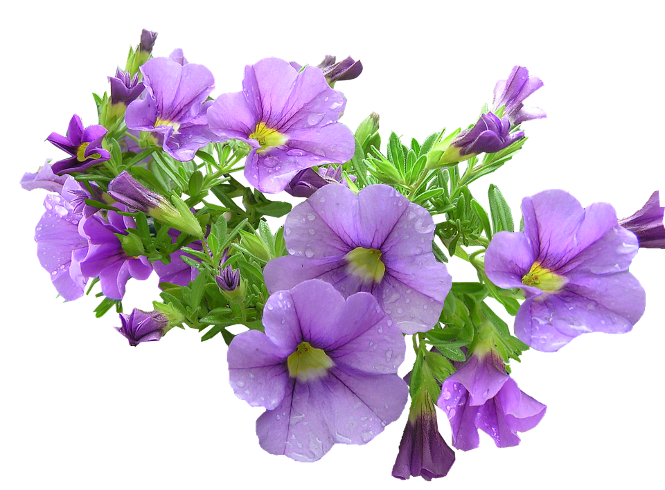 Flowers Purple Transparent File