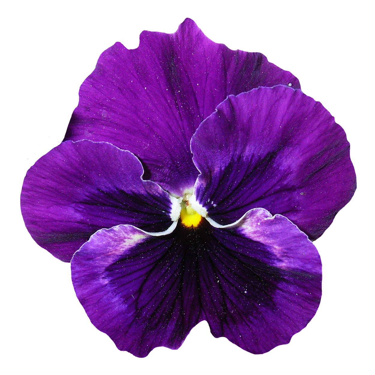 Flowers Purple Transparent Image