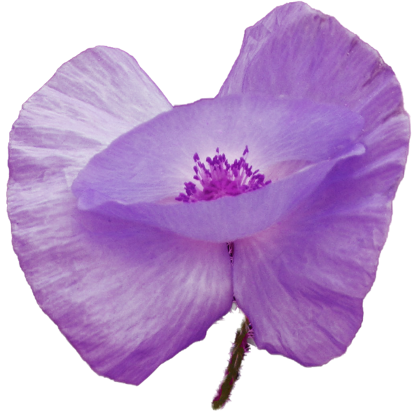 Flowers Purple Transparent Images