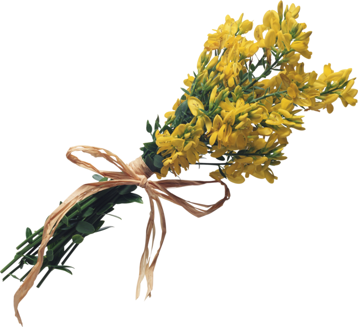 Forsythia PNG Clipart Background