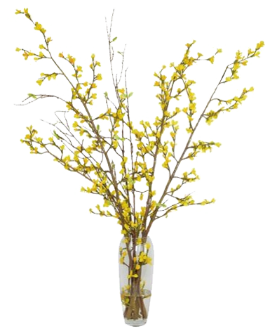 Forsythia Transparent Images - PNG Play