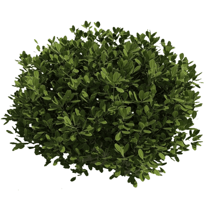 Green Bush PNG Clipart Background