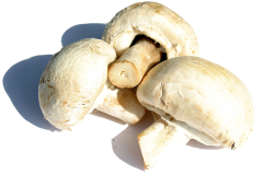 Group Of White Mushrooms PNG Clipart Background