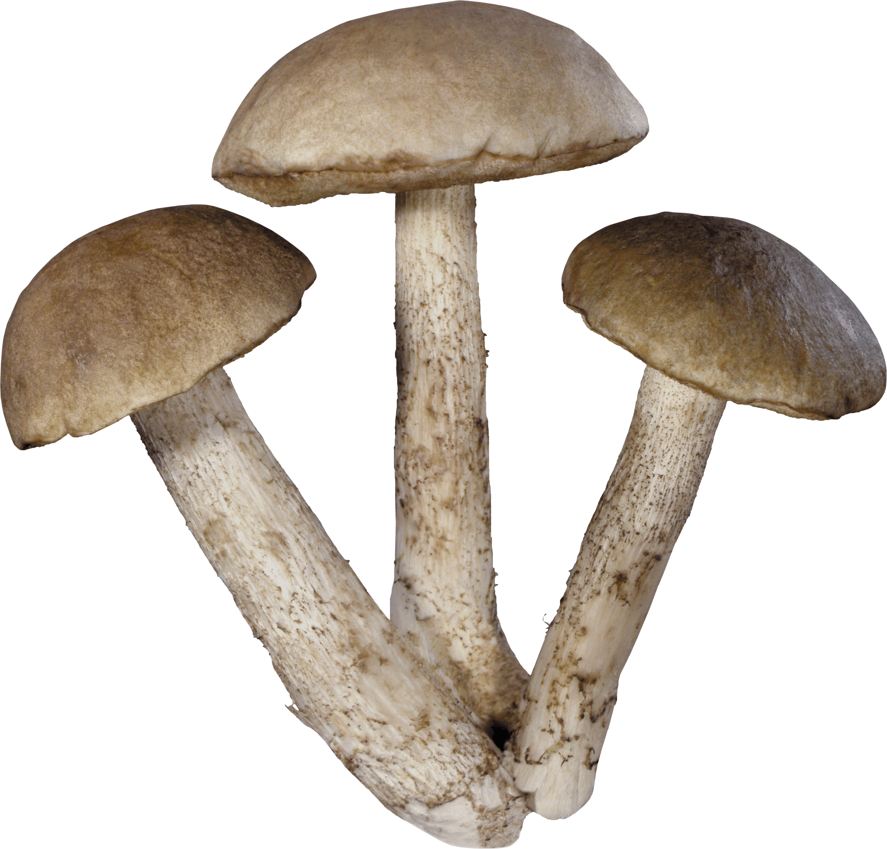 Group Of White Mushrooms PNG HD Quality