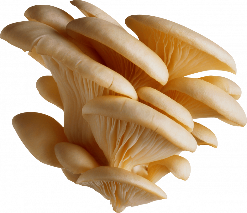 Group Of White Mushrooms Transparent Background
