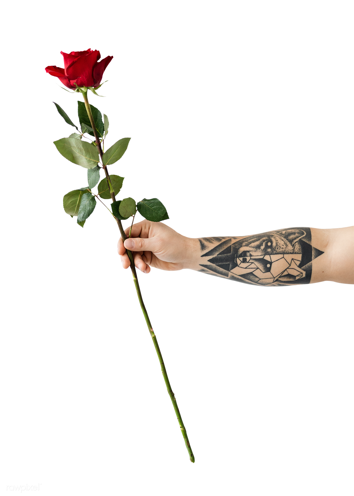 Hand Rose PNG Images HD