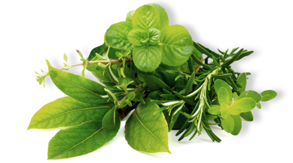 Herbs Background PNG Image
