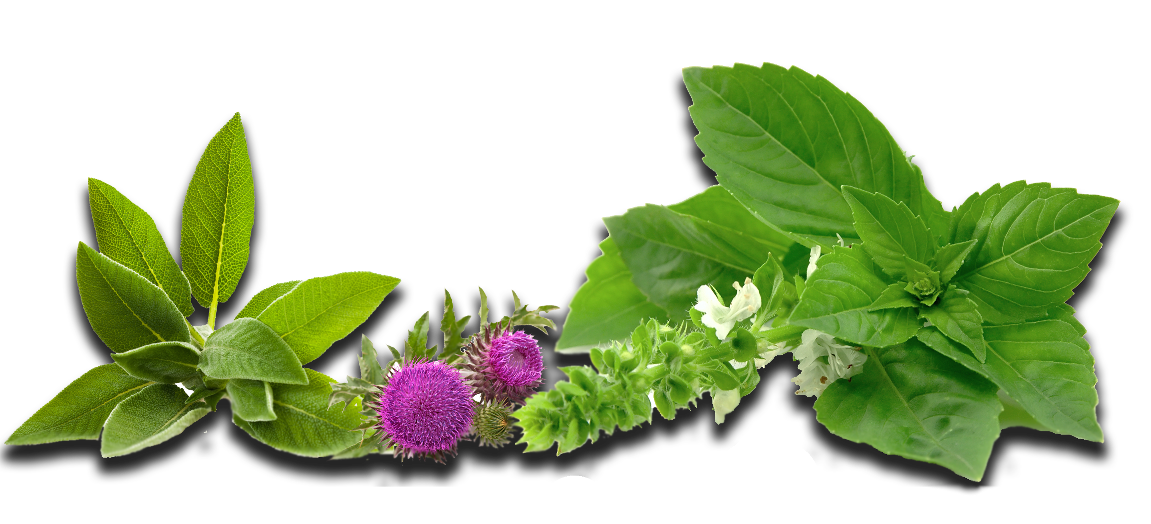 Herbs Download Free PNG
