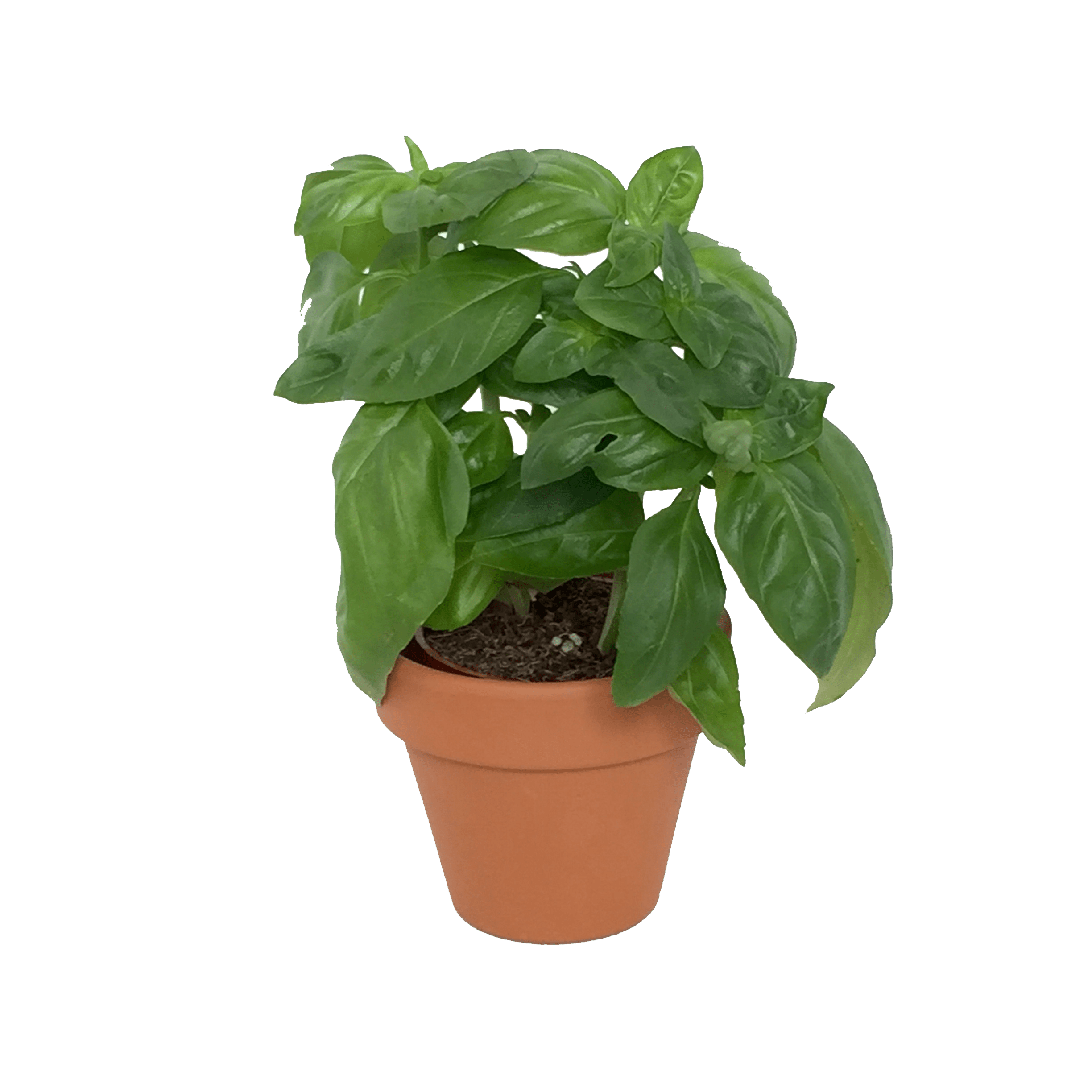Herbs Free PNG