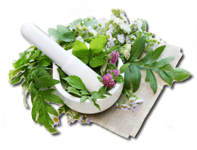 Herbs PNG Clipart Background
