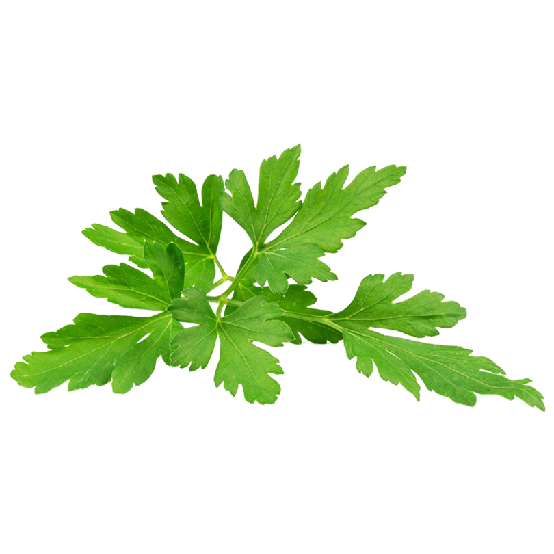 Herbs PNG Images HD