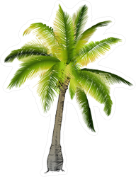 High Palm Tree Transparent Images