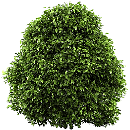 Holly Bush Background PNG Image