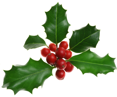 Holly Bush PNG Clipart Background