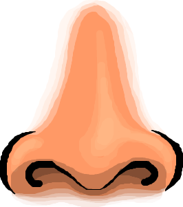 Human Nose Clipart PNG HD Quality