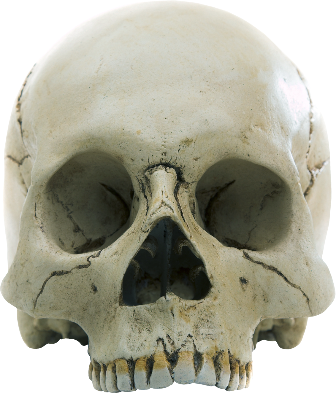 Humanskull PNG Pic Background