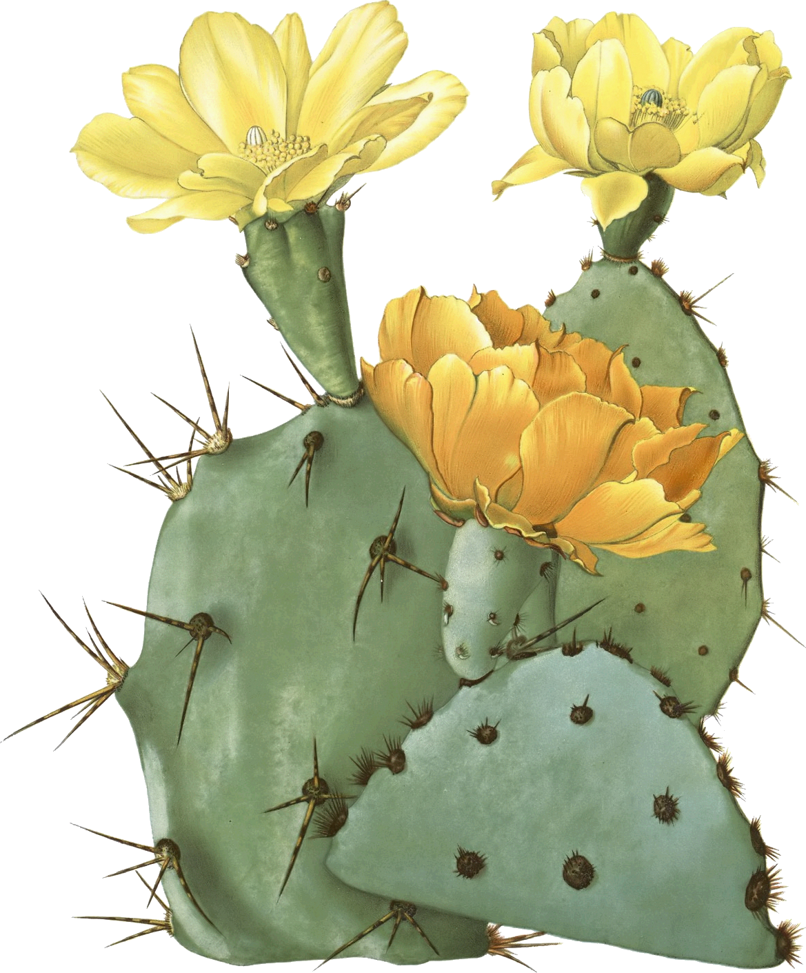 Isolated Cactus PNG Photos