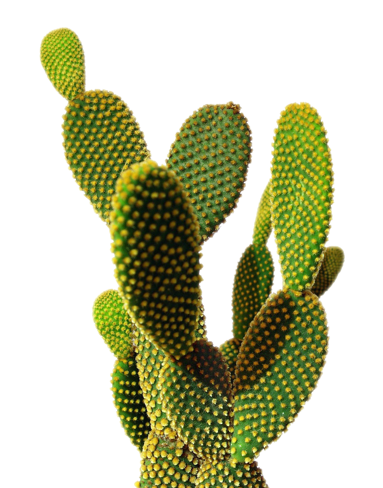 Isolated Cactus Transparent Background