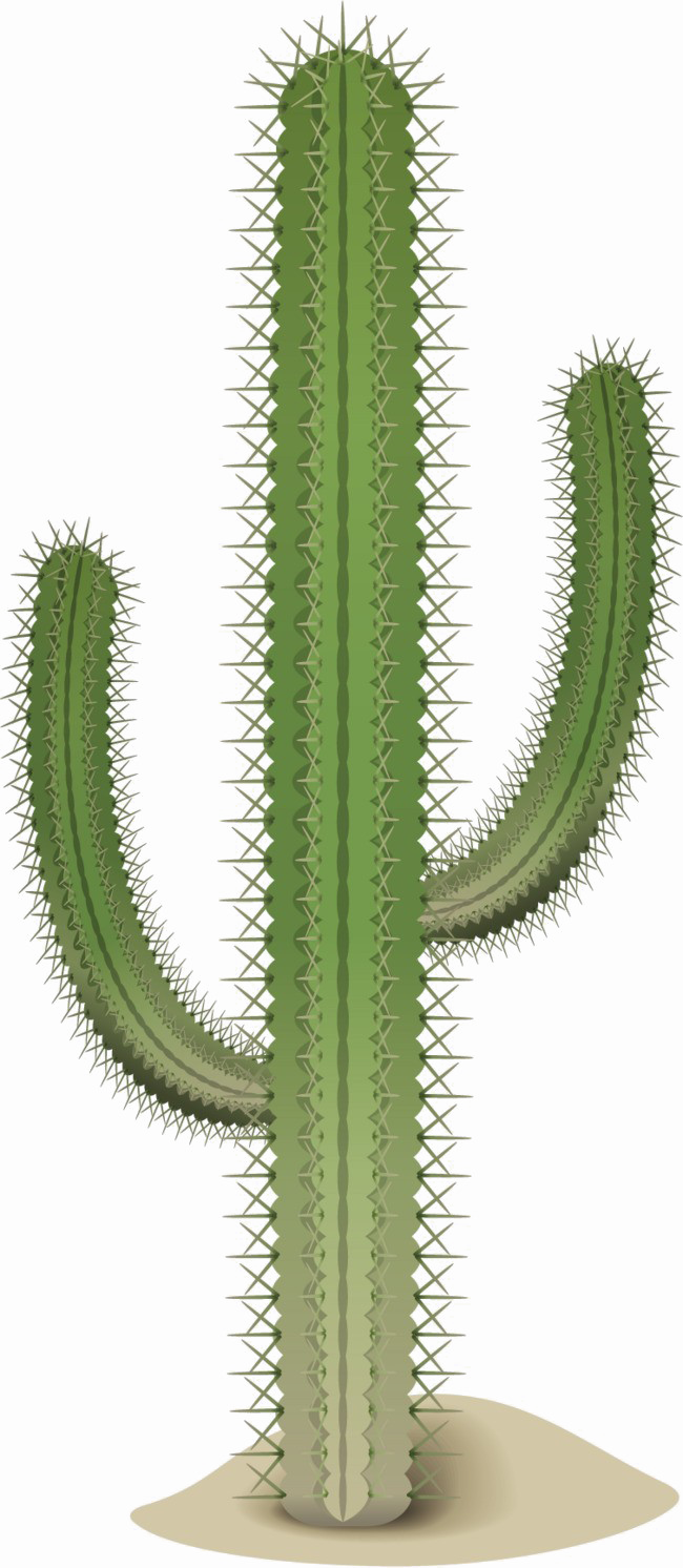 Isolated Cactus Transparent Image
