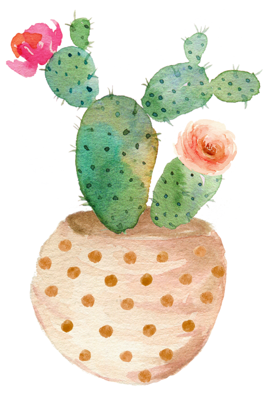 Isolated Cactus Transparent PNG