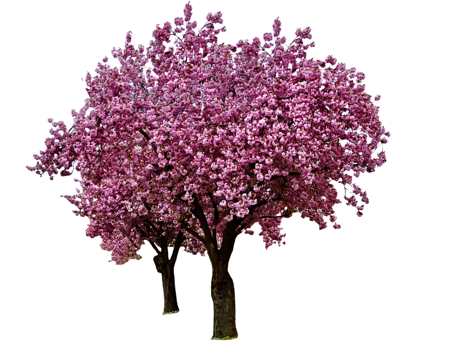 Japanese Flowers On Tree Background PNG Image