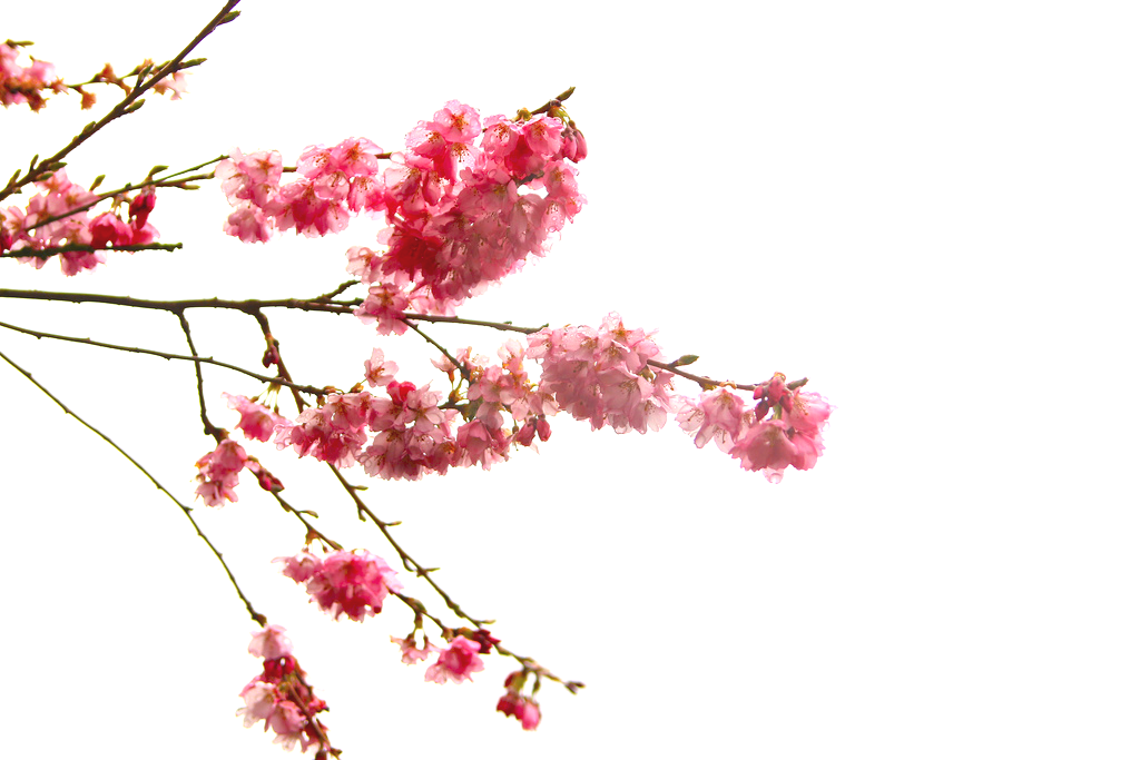 Japanese Flowers On Tree PNG Clipart Background