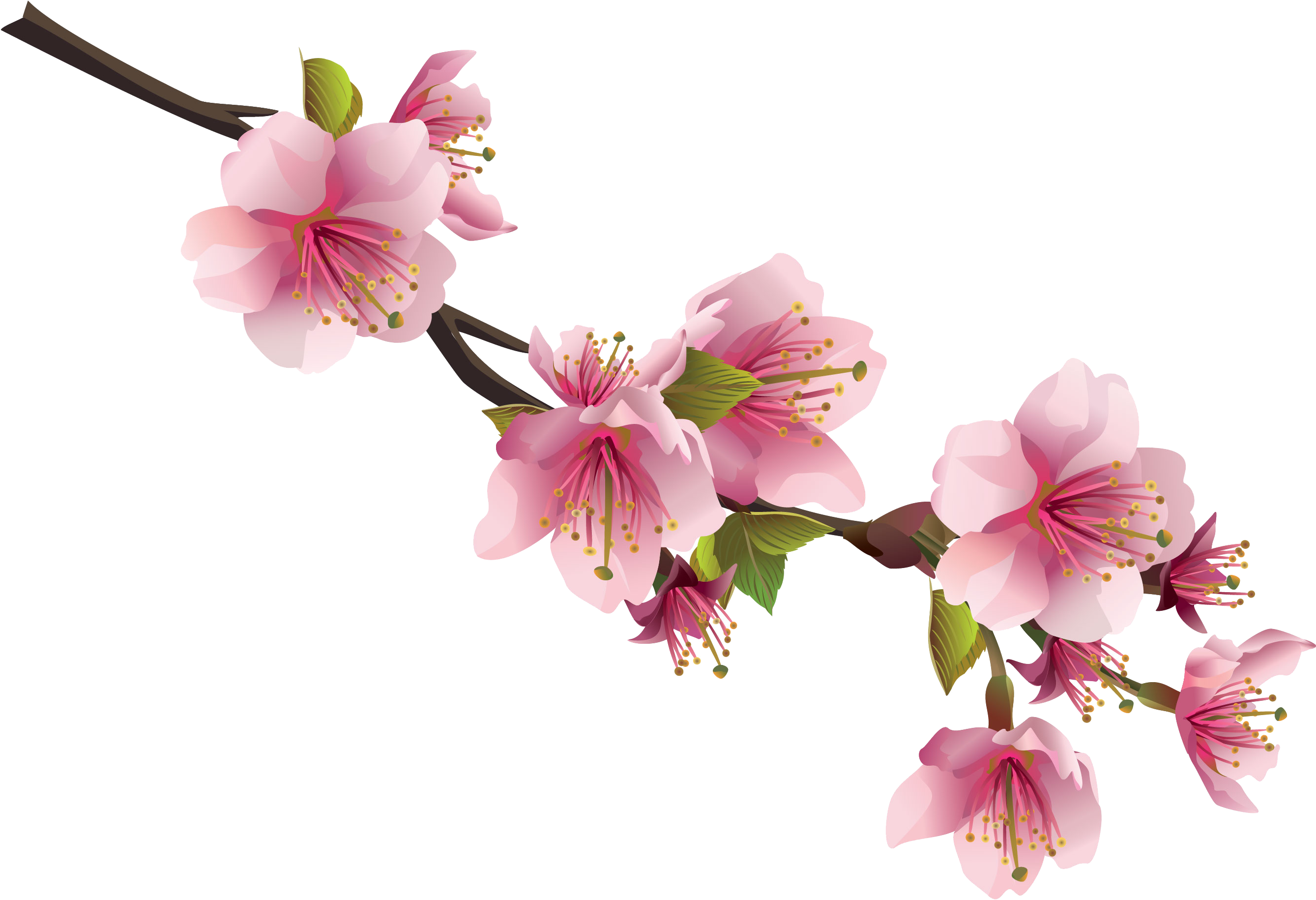 Japanese Flowers On Tree PNG Free File Download